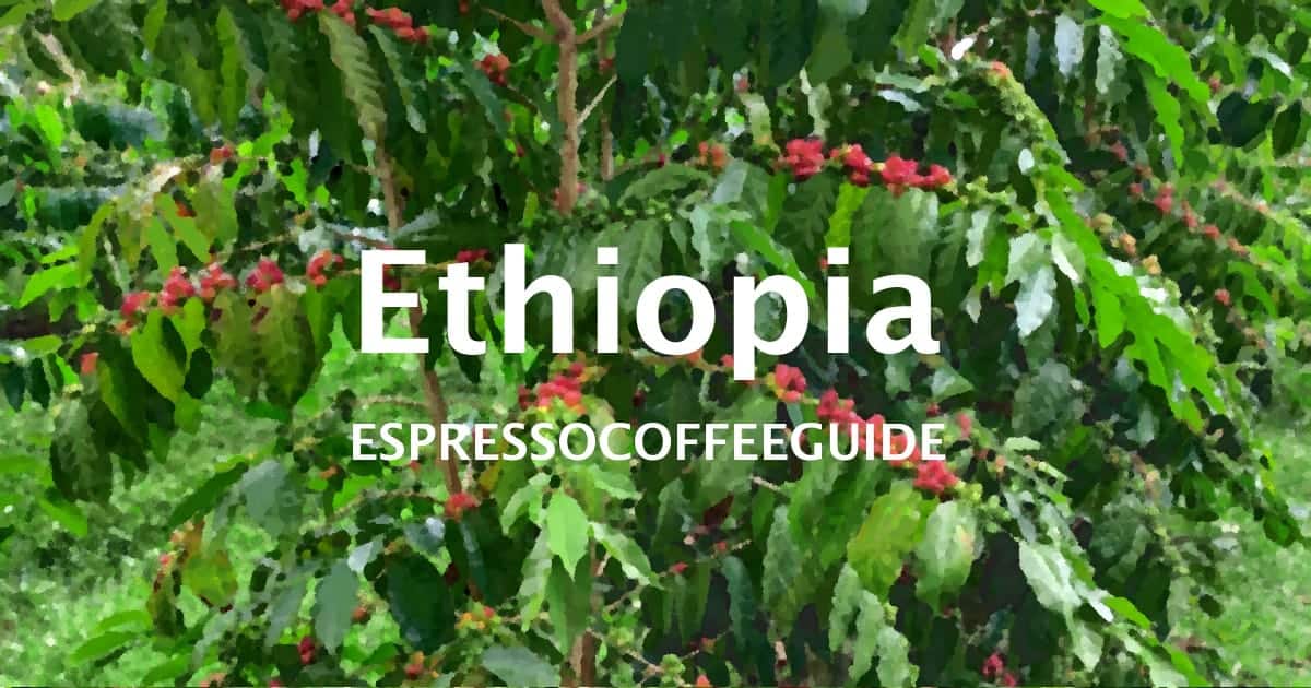 Ethiopia Coffees