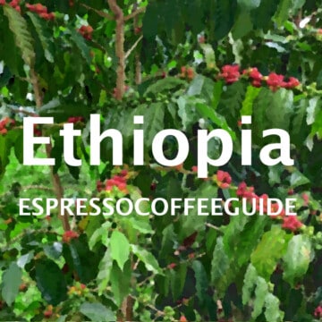 Ethiopia Coffees