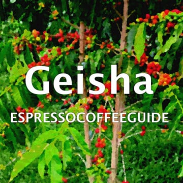 Geisha Coffees