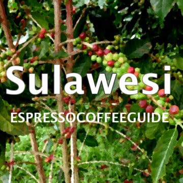Sulawesi Coffees