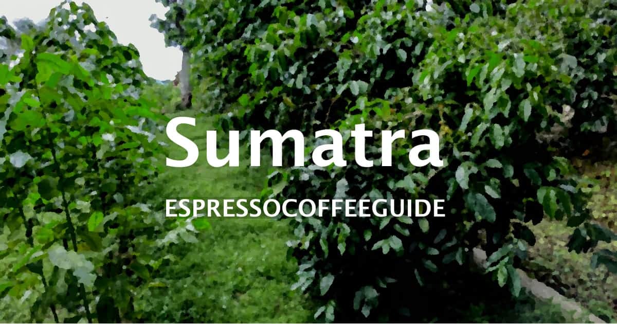 sumatra coffee beans